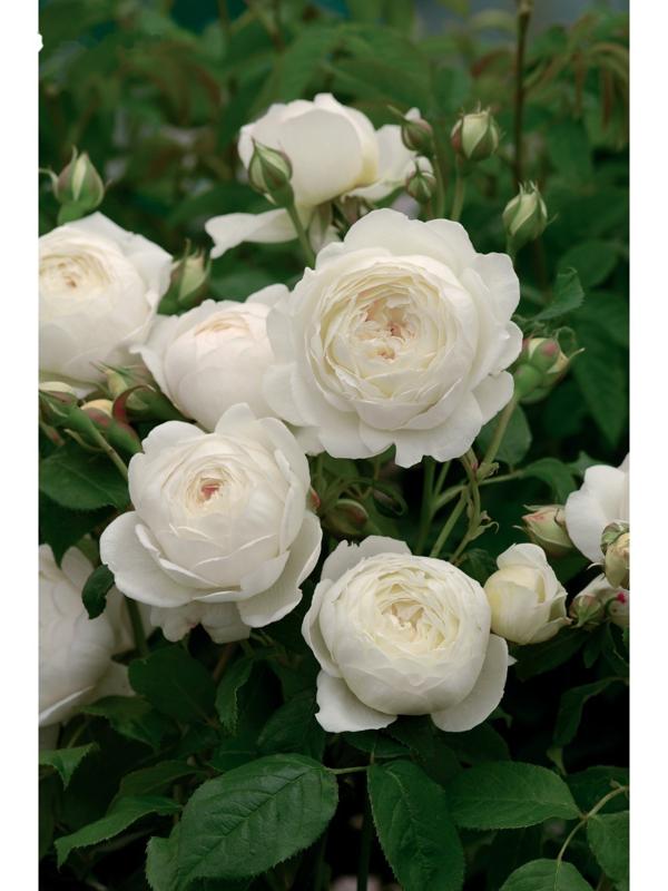 Саженец Роза английская парковая 