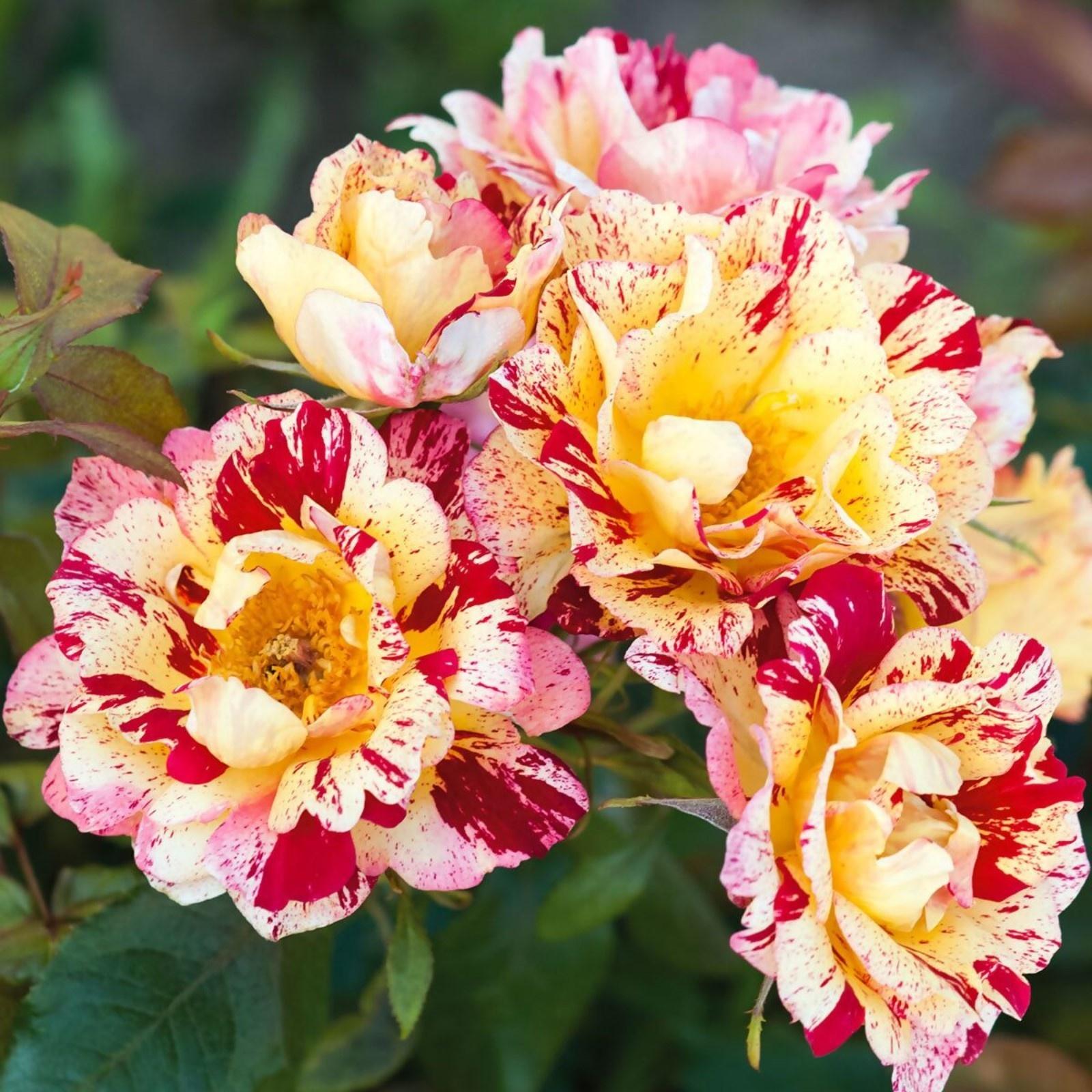 Саженец Роза флорибунда 