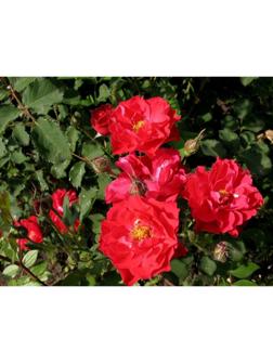 Саженец Роза канадская парковая 