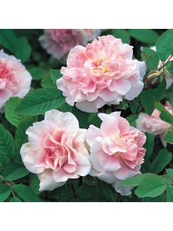 Саженец Роза канадская парковая 