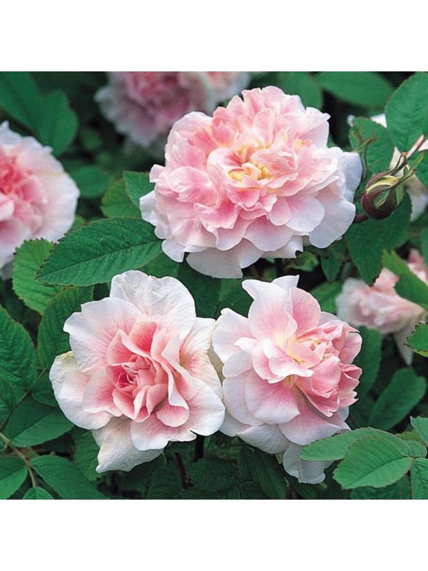 Саженец Роза канадская парковая 