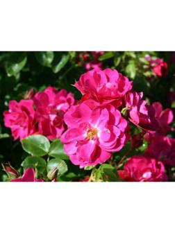 Саженец Роза канадская плетистая 