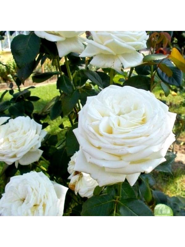 Саженец Роза Мейян чайно-гибридная 