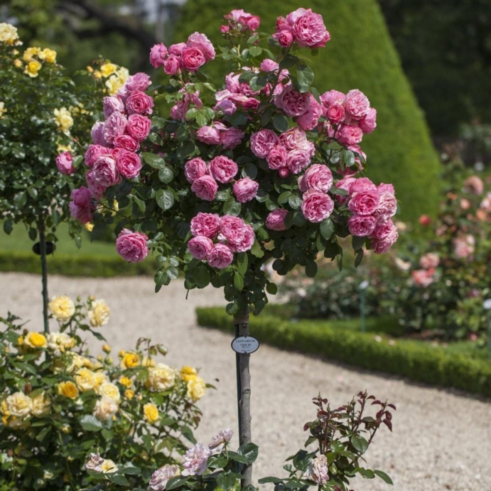 Саженец Роза штамбовая флорибунда, H-60 