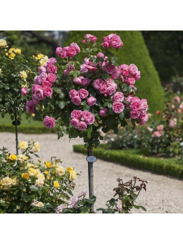 Саженец Роза штамбовая флорибунда, H-60 