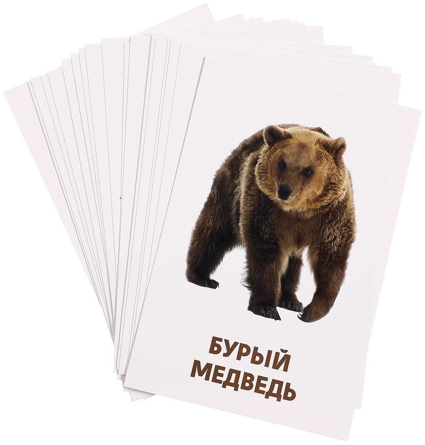 Развивающие карточки «Дикие животные»