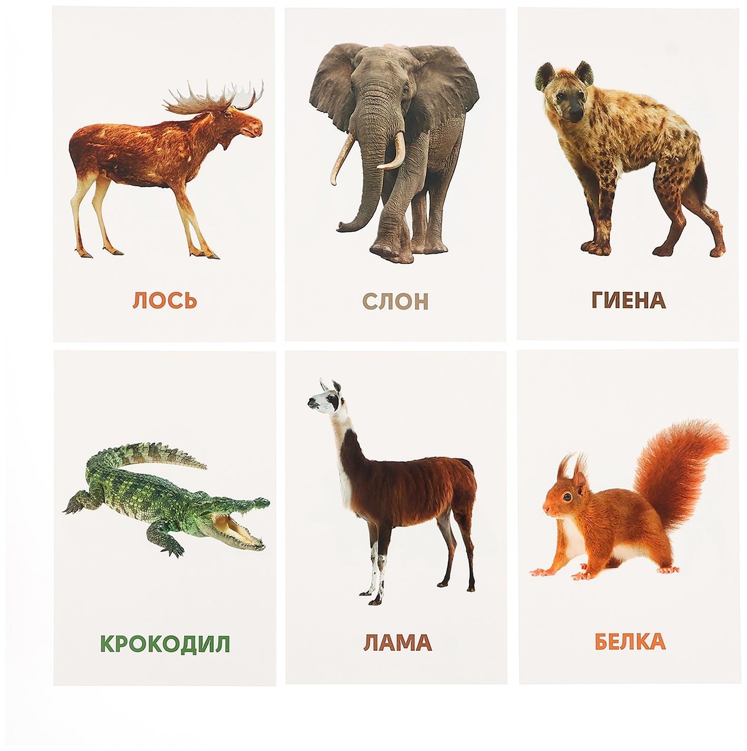 Развивающие карточки «Дикие животные»