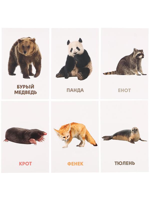 Развивающие карточки «Дикие животные»