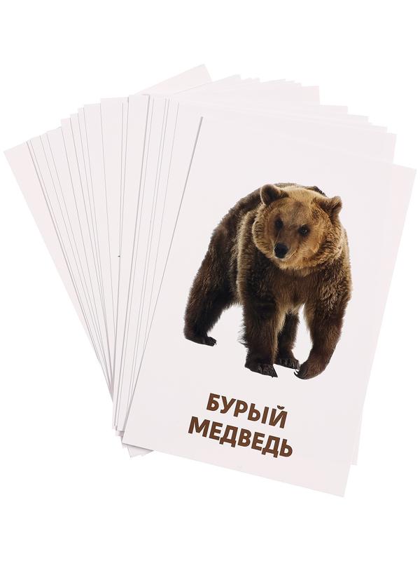 Развивающие карточки «Дикие животные»