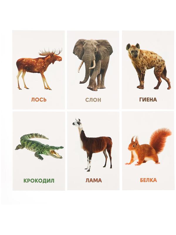 Развивающие карточки «Дикие животные»