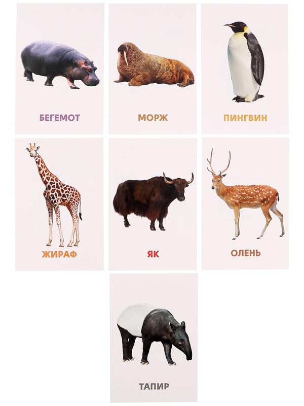 Развивающие карточки «Дикие животные»