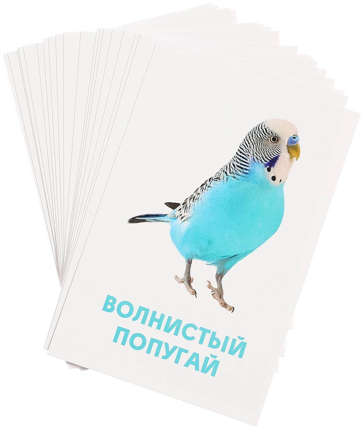 Развивающие карточки «Домашние животные»