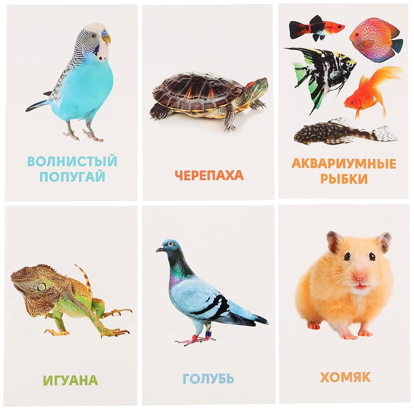 Развивающие карточки «Домашние животные»