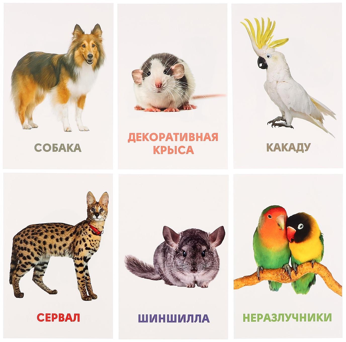 Развивающие карточки «Домашние животные»