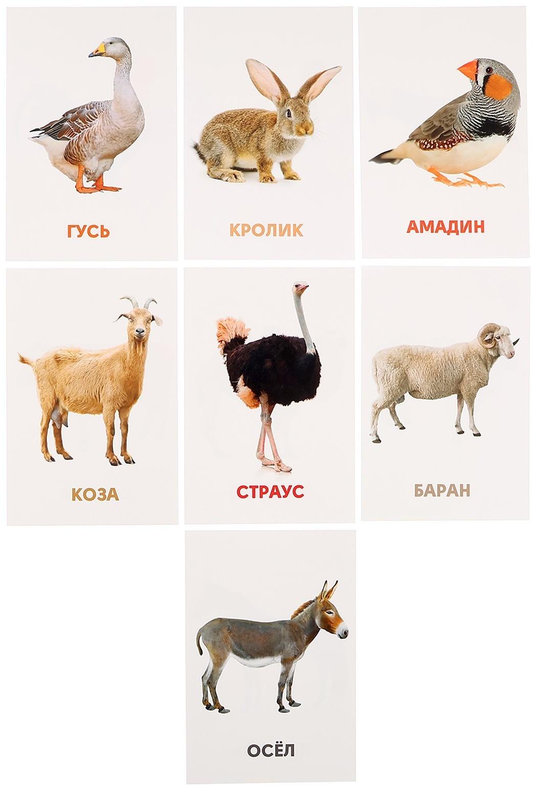 Развивающие карточки «Домашние животные»