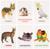 Развивающие карточки «Домашние животные»