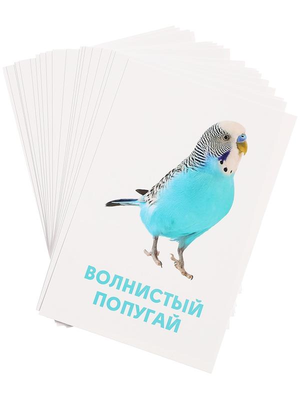 Развивающие карточки «Домашние животные»