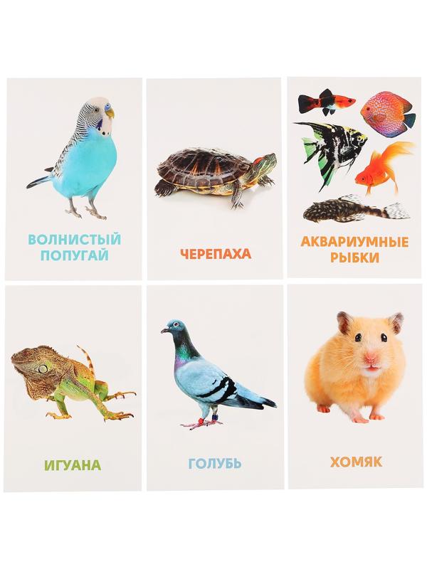 Развивающие карточки «Домашние животные»