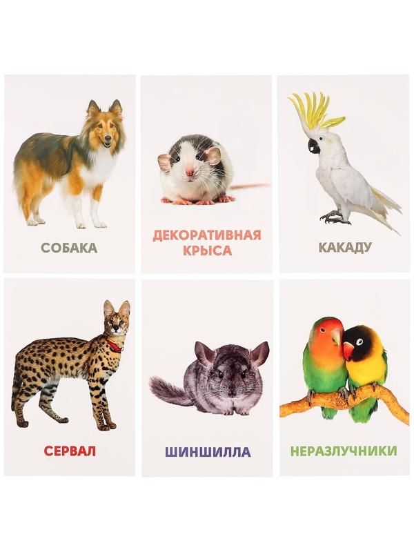 Развивающие карточки «Домашние животные»
