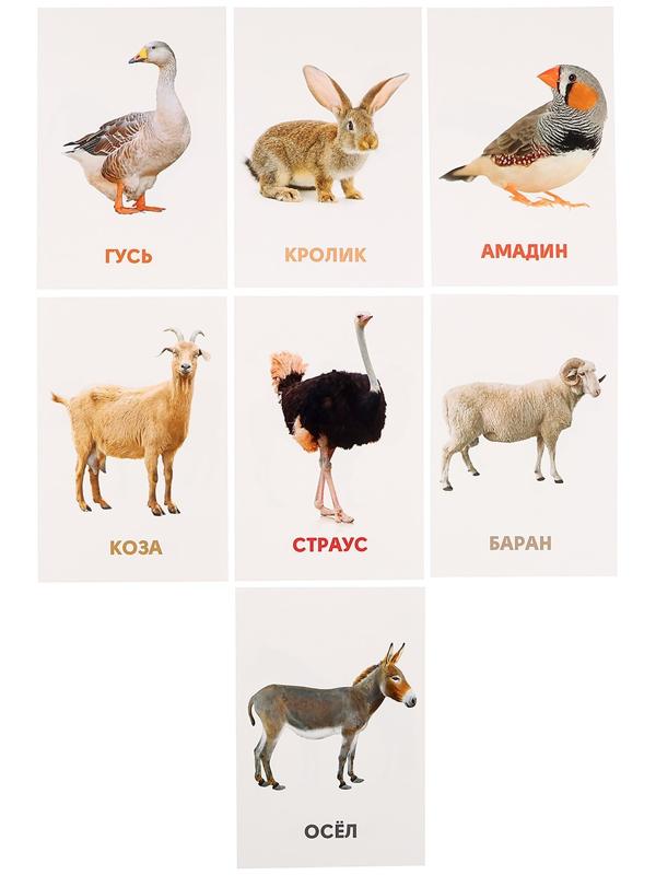 Развивающие карточки «Домашние животные»