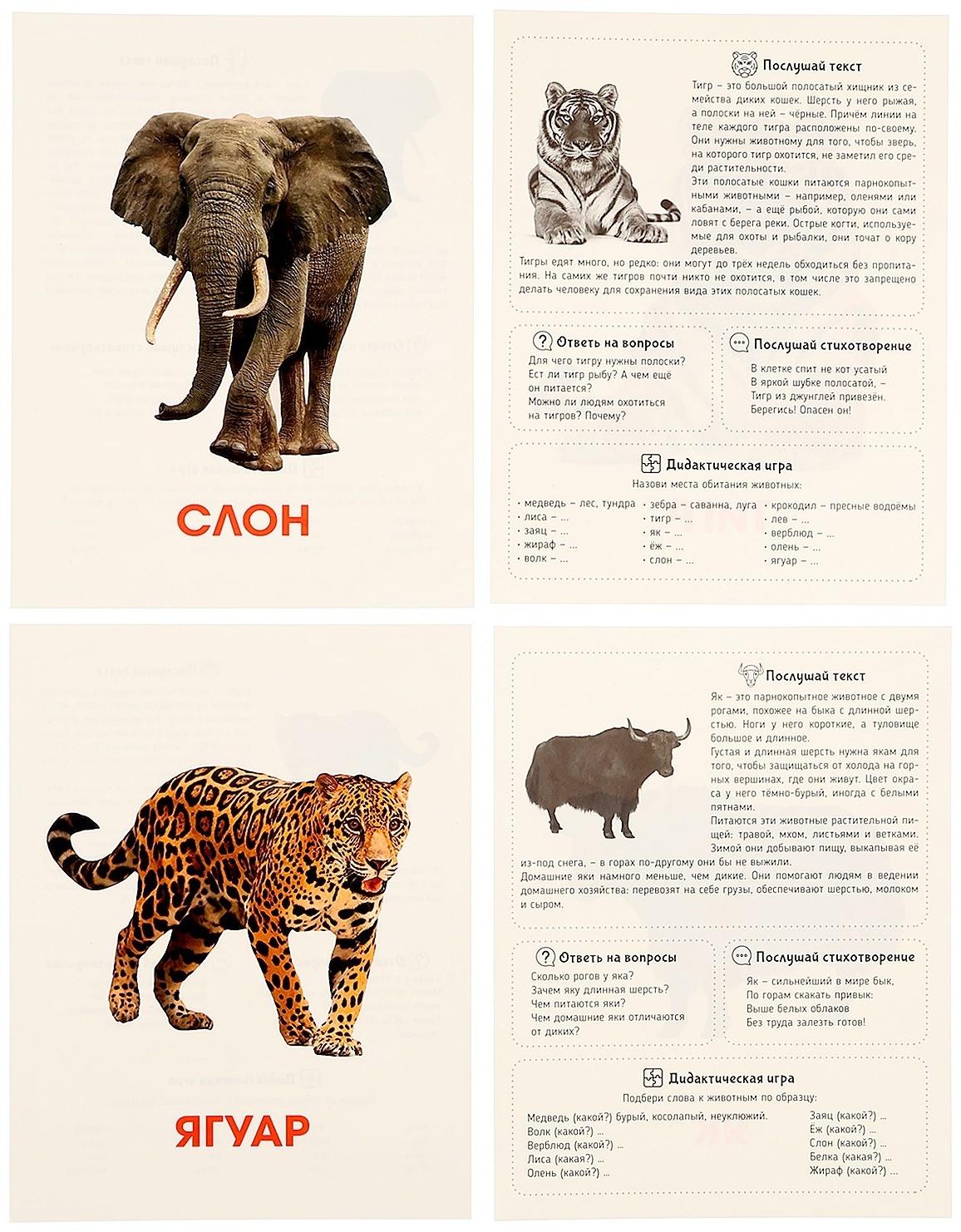 Обучающие карточки «Дикие животные»
