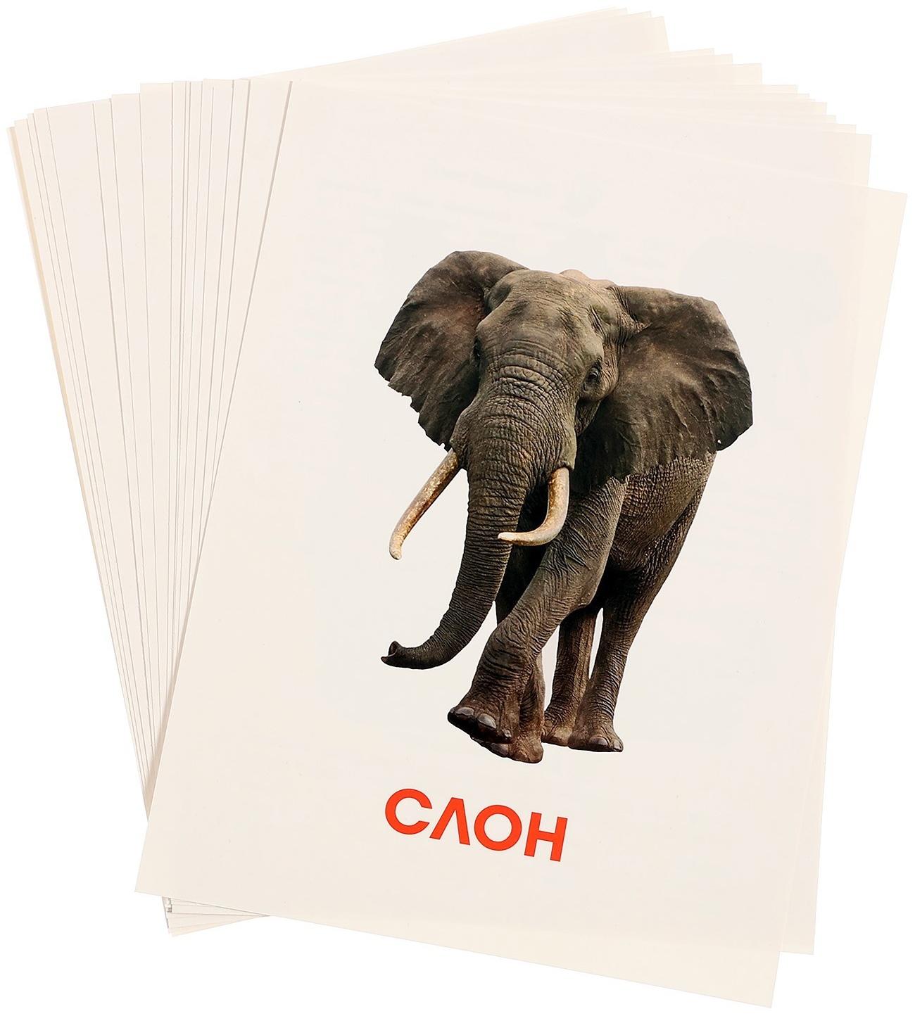 Обучающие карточки «Дикие животные»