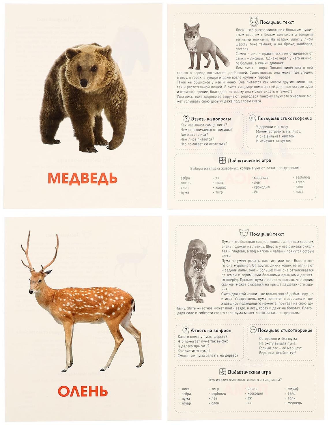 Обучающие карточки «Дикие животные»