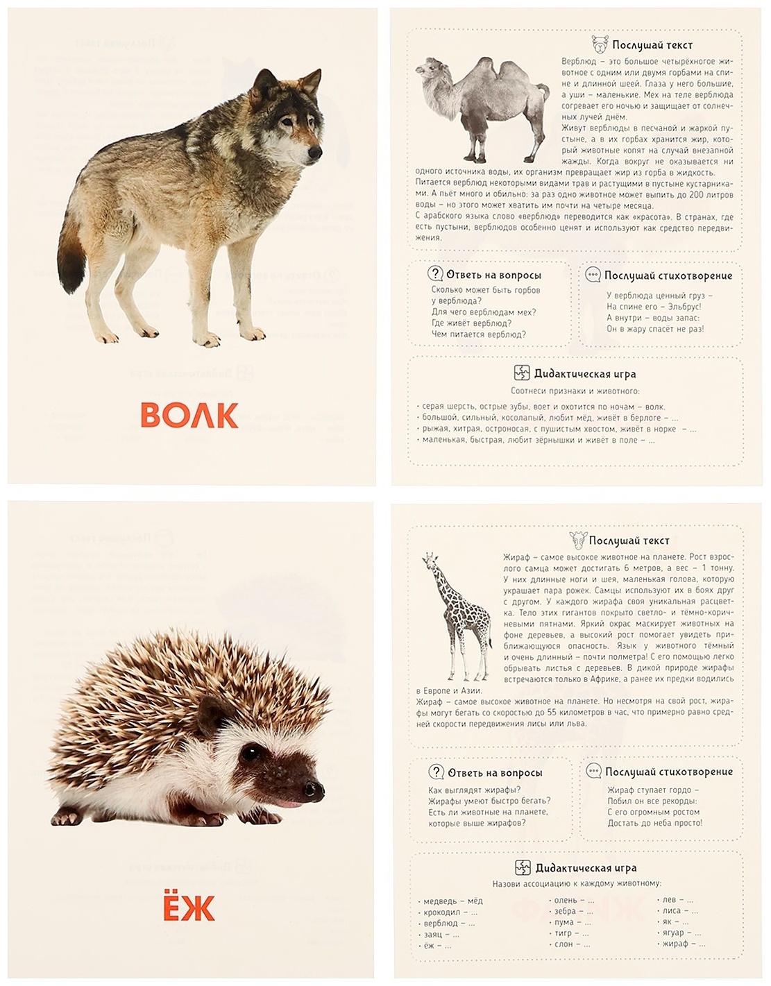 Обучающие карточки «Дикие животные»