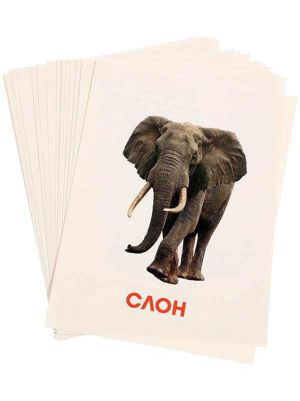 Обучающие карточки «Дикие животные»