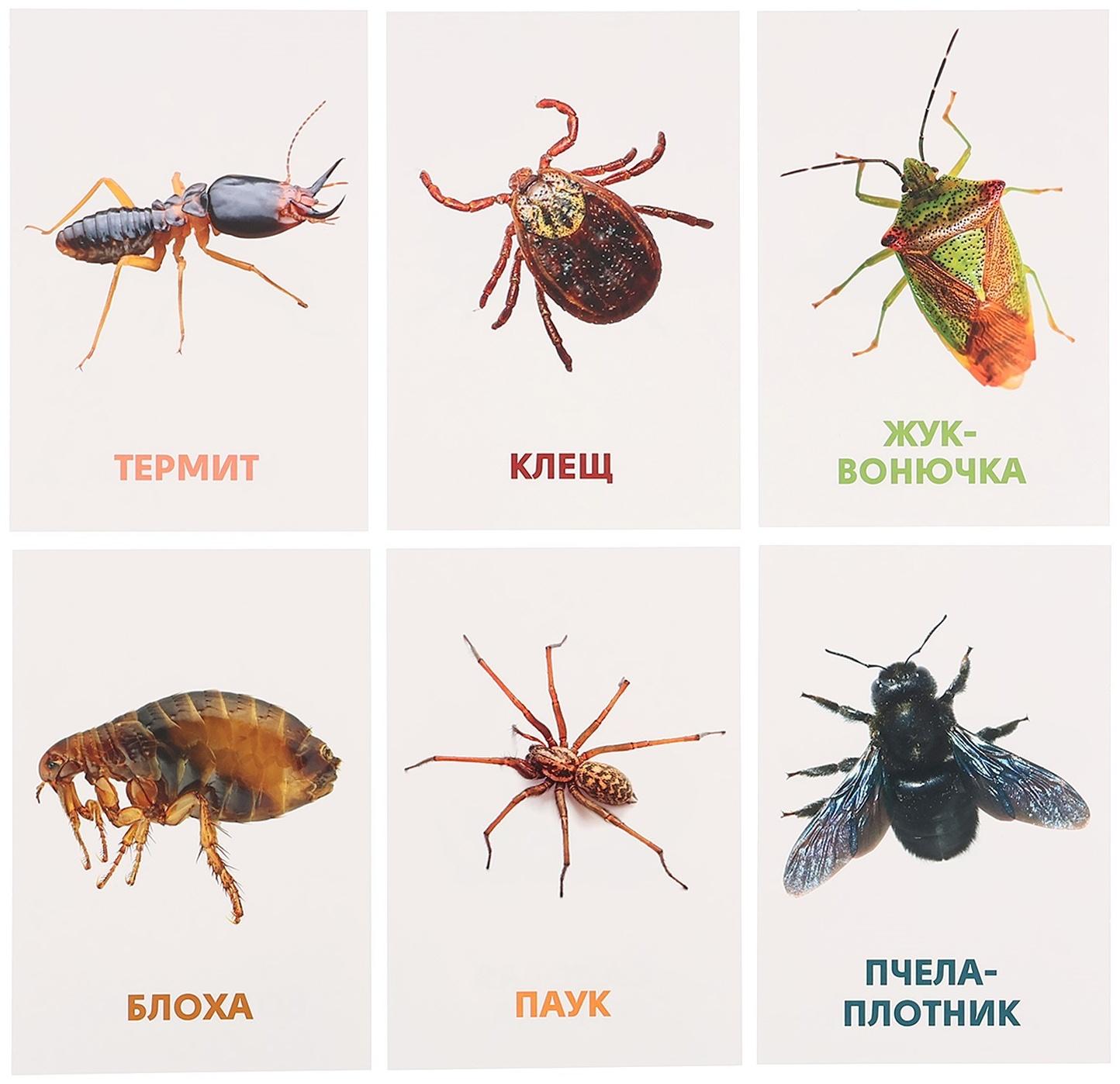 Развивающие карточки «Насекомые»