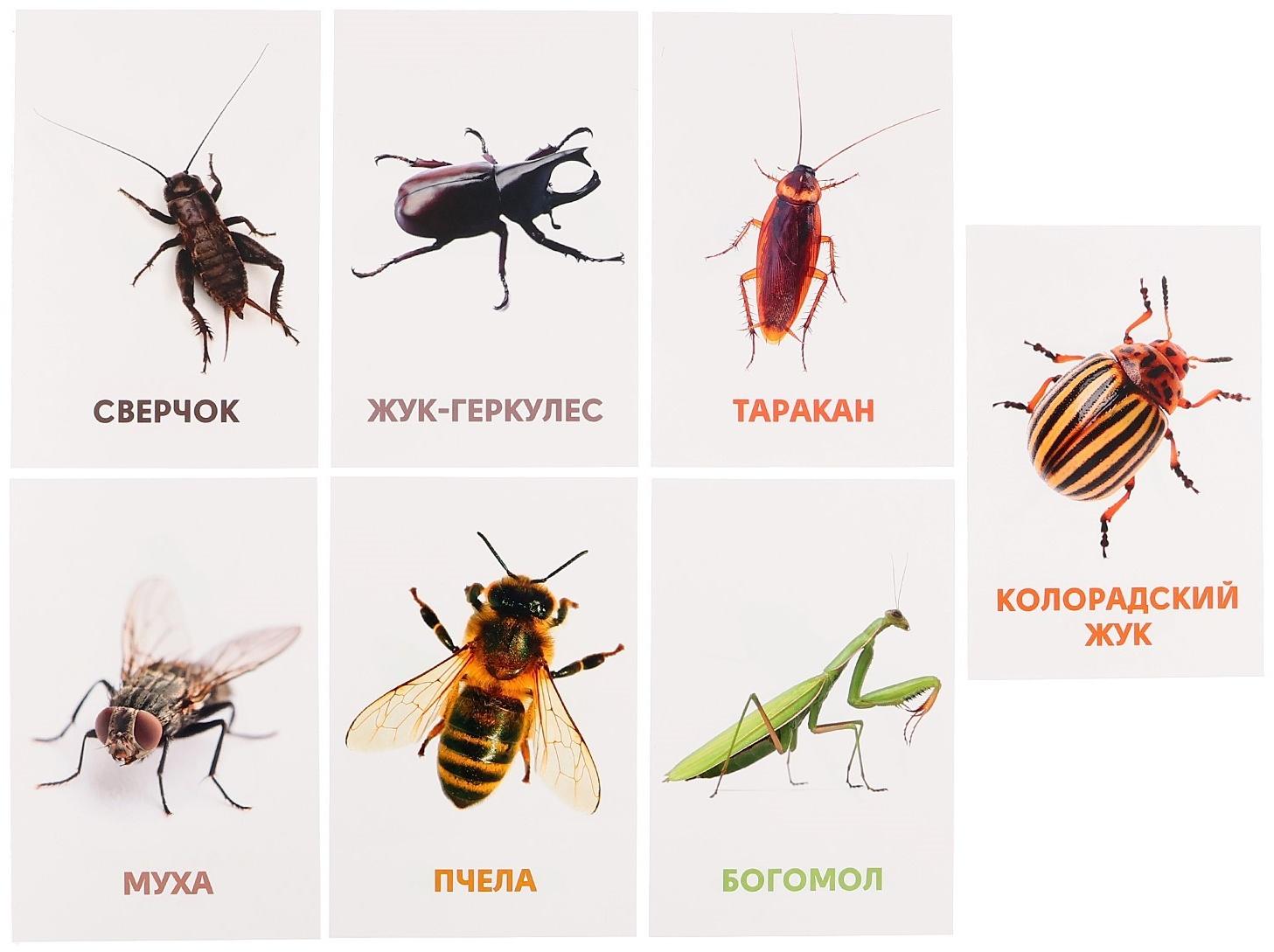 Развивающие карточки «Насекомые»