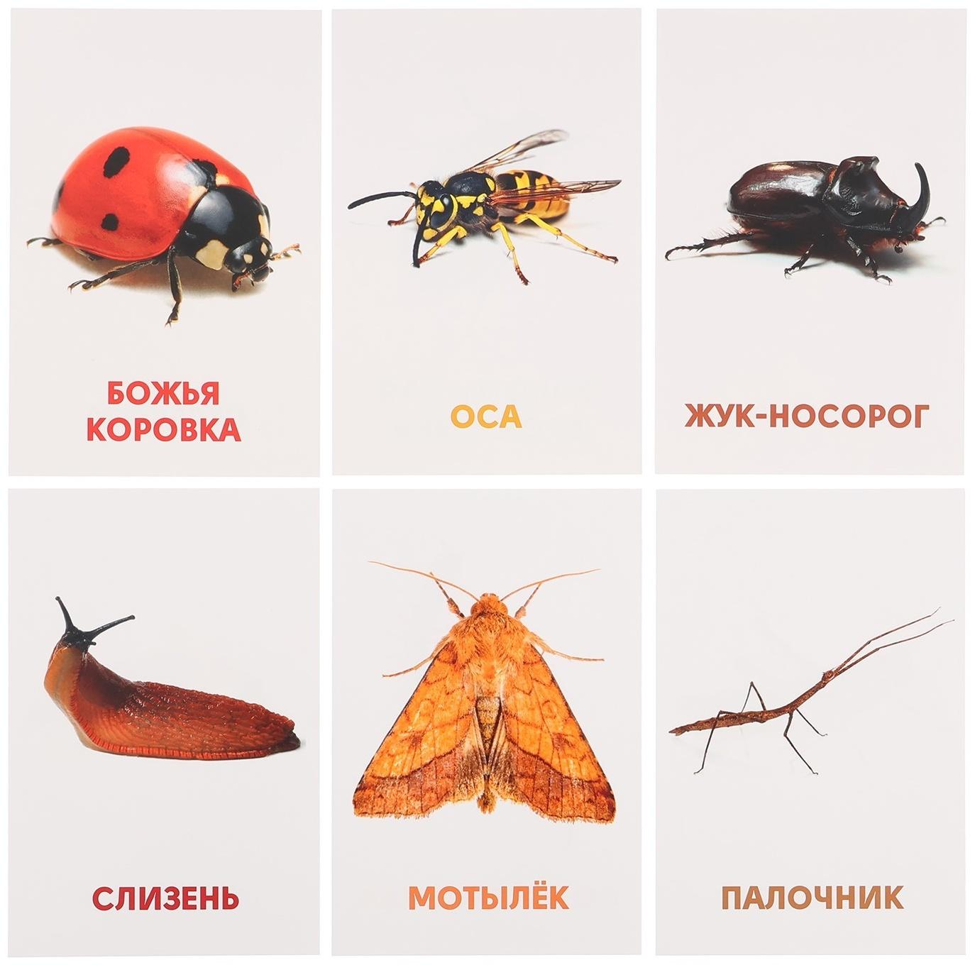 Развивающие карточки «Насекомые»