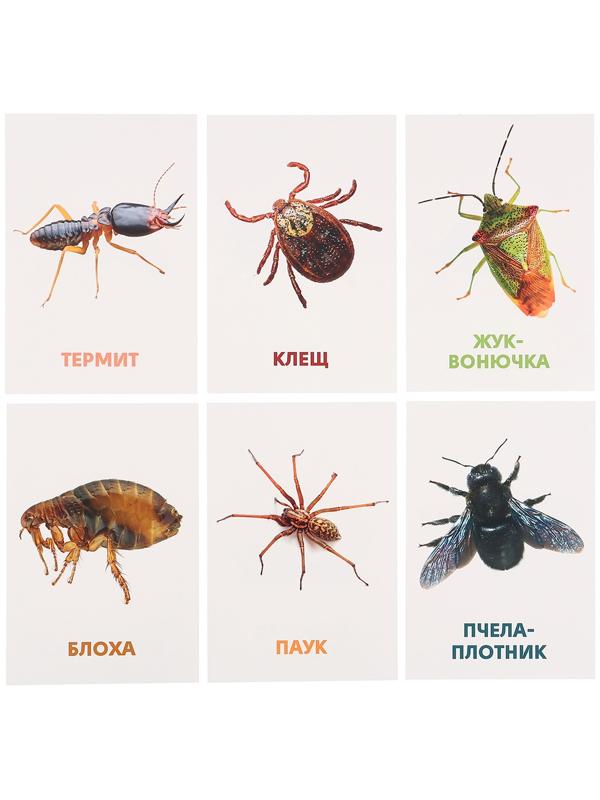 Развивающие карточки «Насекомые»