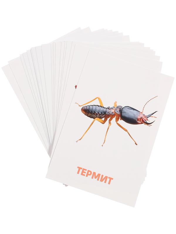 Развивающие карточки «Насекомые»