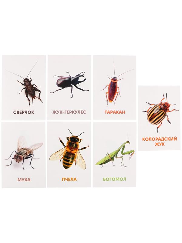Развивающие карточки «Насекомые»