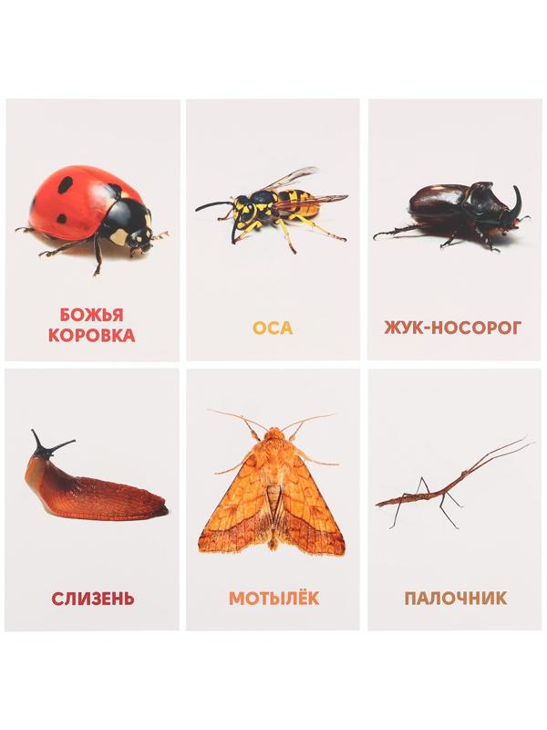 Развивающие карточки «Насекомые»
