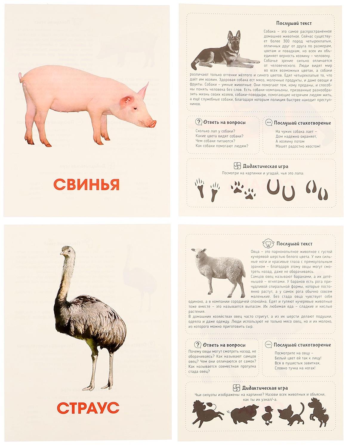 Обучающие карточки «Домашние животные»