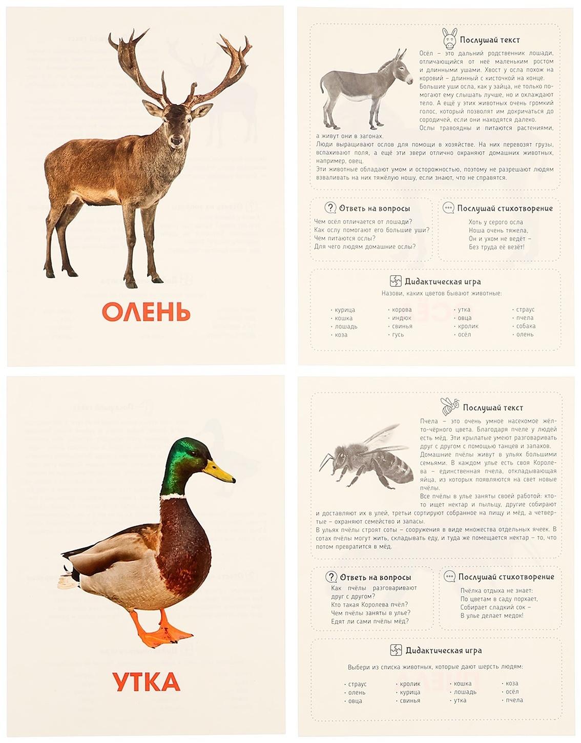 Обучающие карточки «Домашние животные»