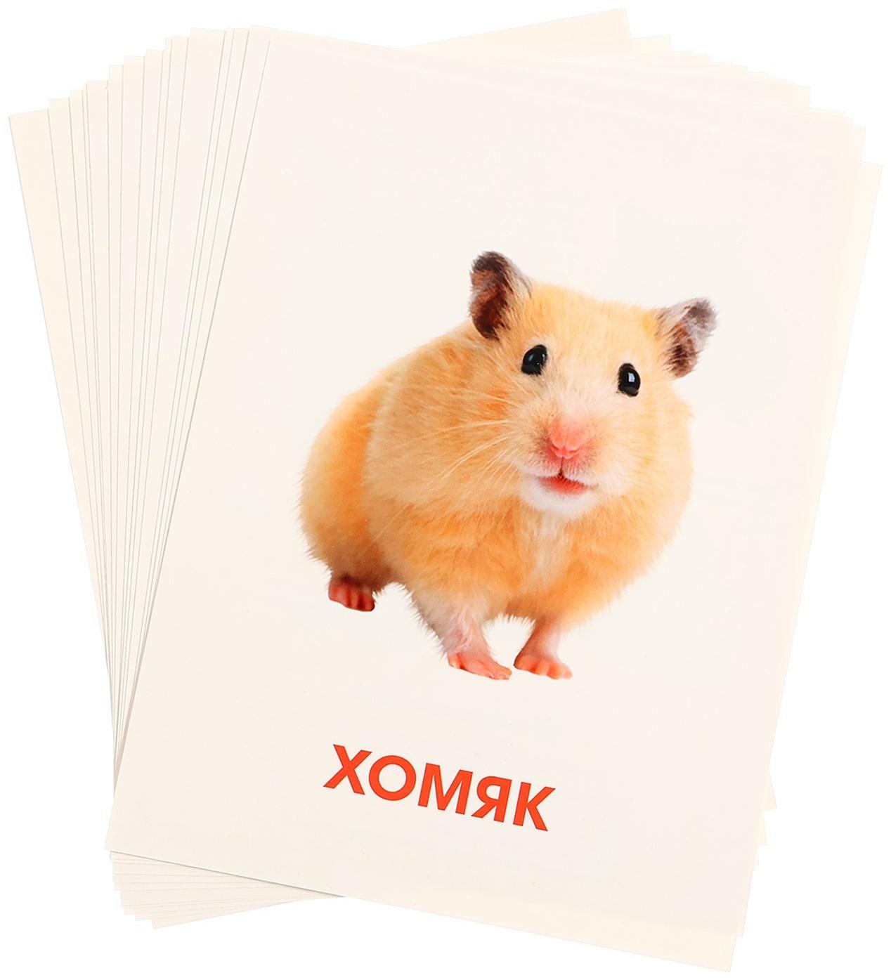 Обучающие карточки «Питомцы»