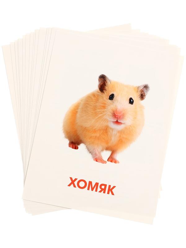 Обучающие карточки «Питомцы»