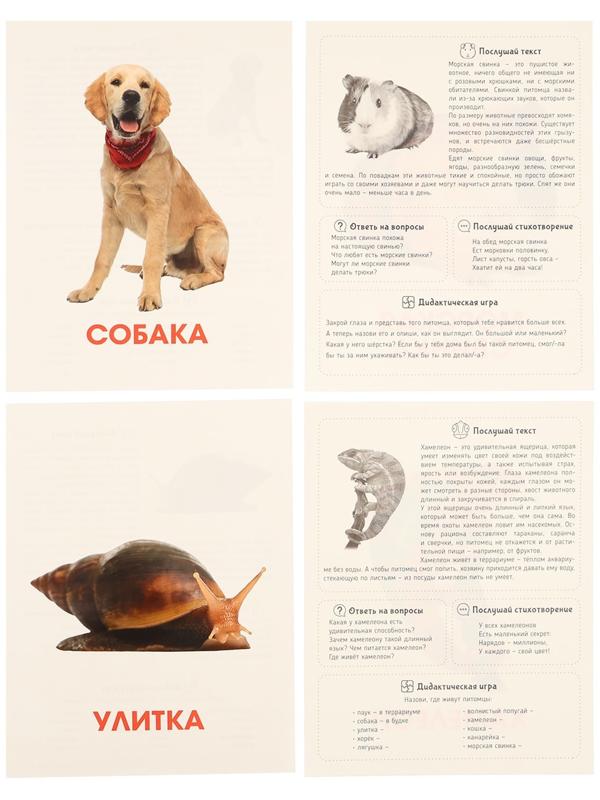 Обучающие карточки «Питомцы»
