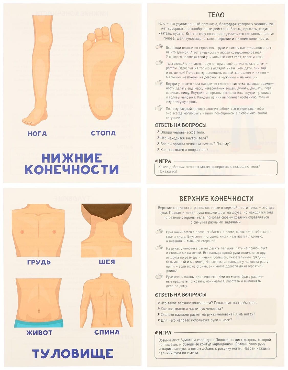 Обучающие карточки «Тело человека»