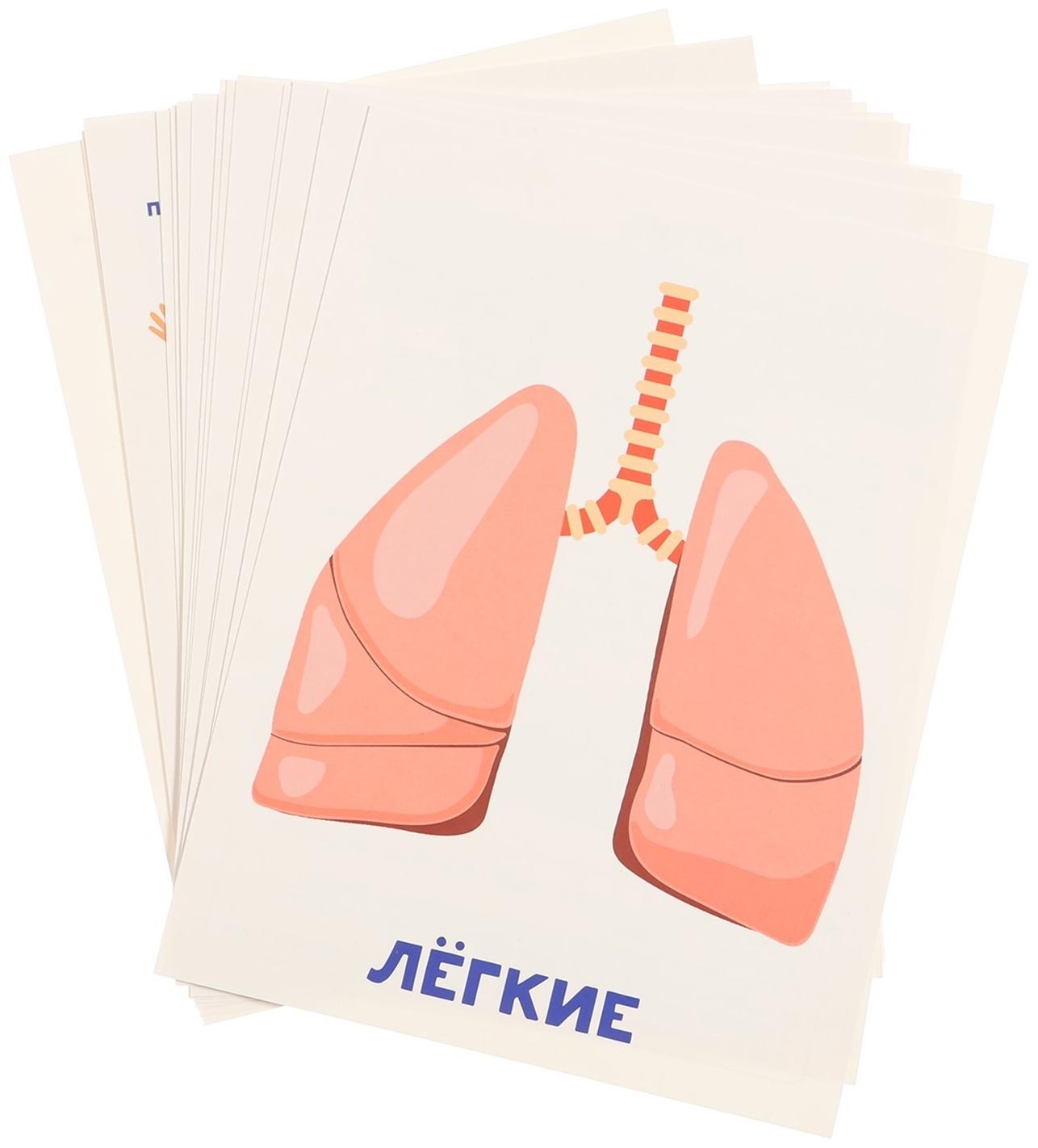 Обучающие карточки «Тело человека»