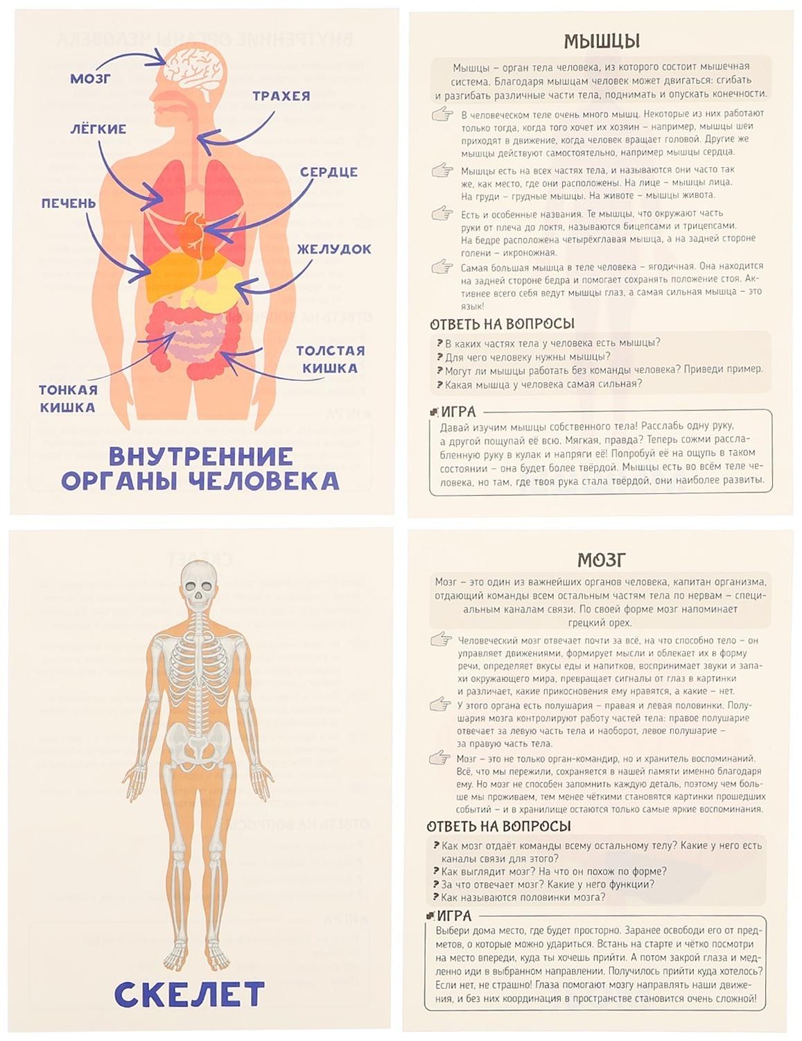 Обучающие карточки «Тело человека»
