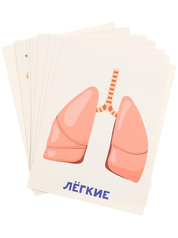 Обучающие карточки «Тело человека»