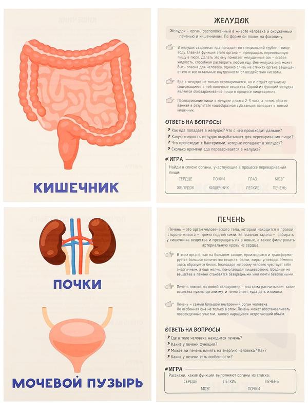 Обучающие карточки «Тело человека»
