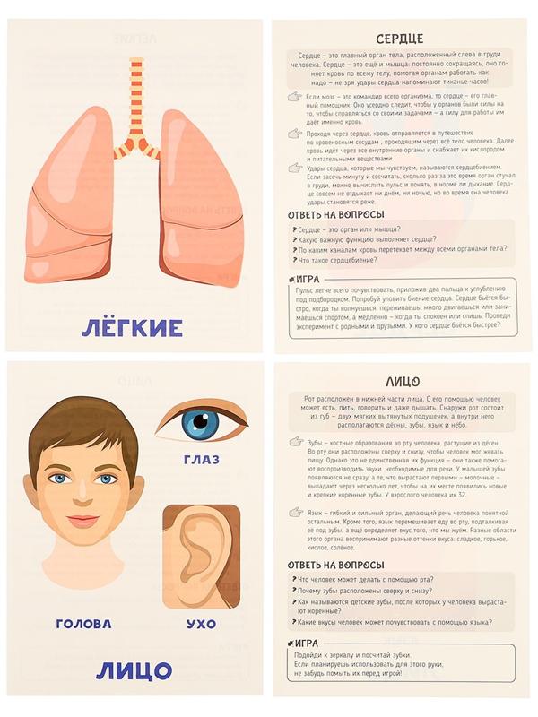 Обучающие карточки «Тело человека»
