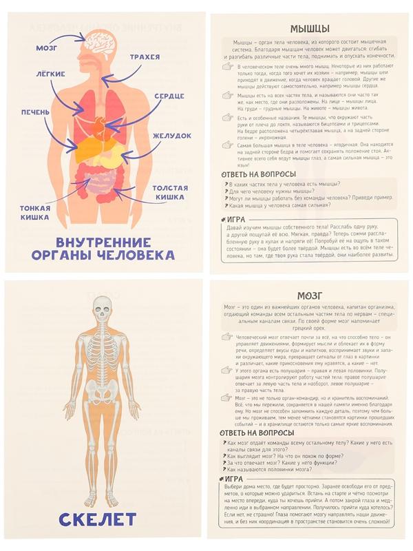Обучающие карточки «Тело человека»