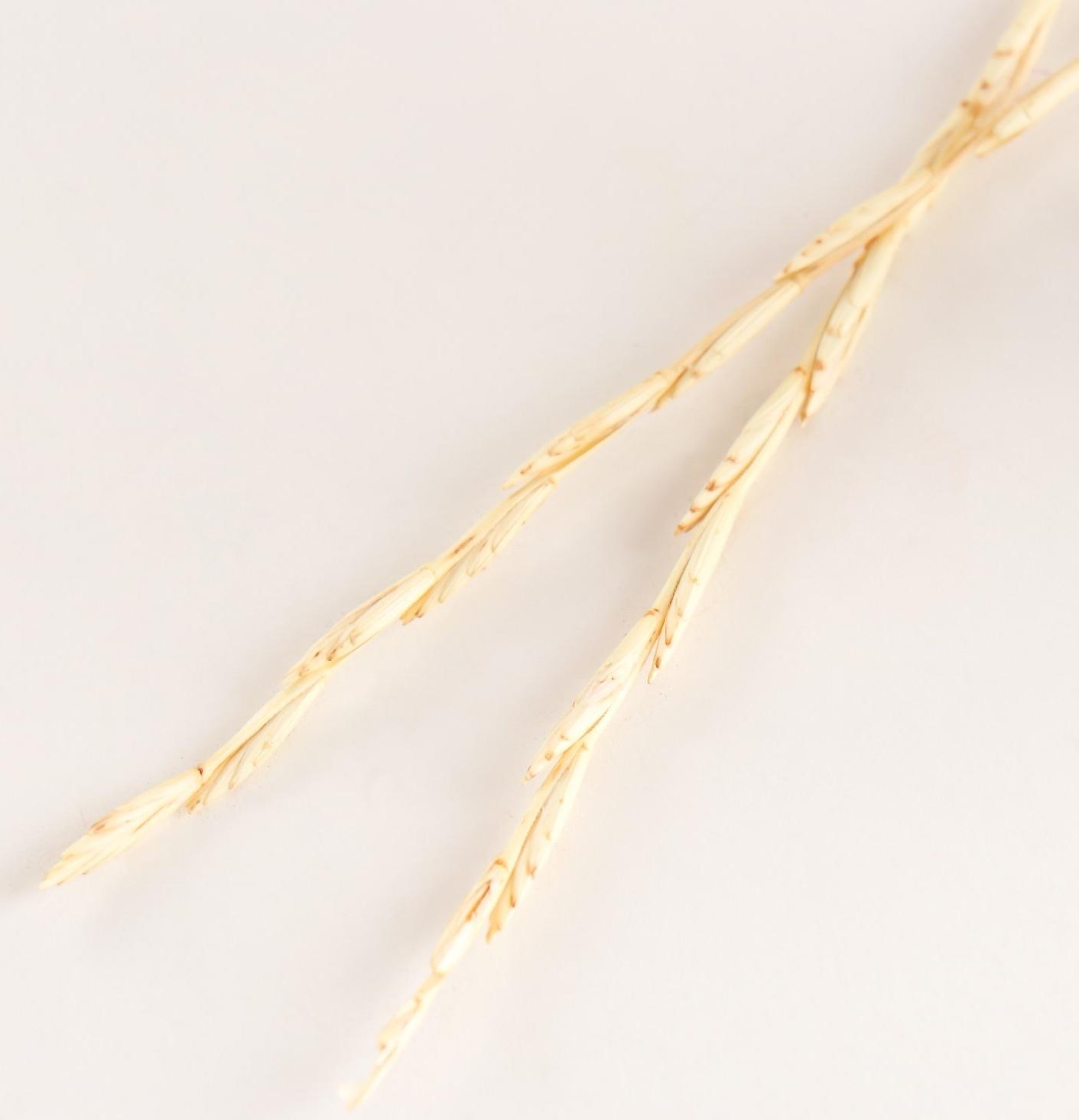 Набор сухоцветов 