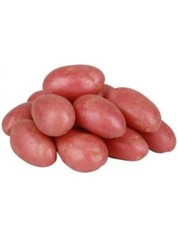 Семенной картофель 